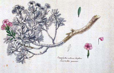 Caryophyllus Arboreus e Seriphius, da un